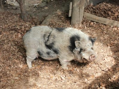 keltendorf-schwarzenbach-tiere