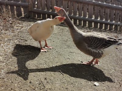 keltendorf-schwarzenbach-tiere3