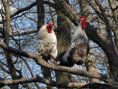 keltendorf-schwarzenbach-tiere4