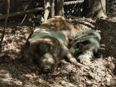 keltendorf-schwarzenbach-tiere5